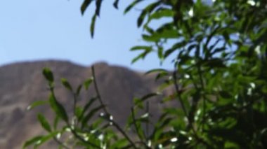 tree branches in the desert in Israel