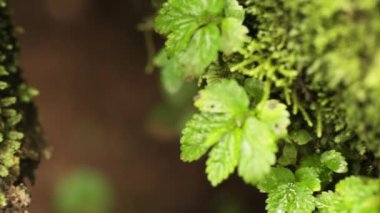 Yosun kaplı ağaç gövdesi ve dalı