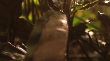 Gölgede küçük bitkilerin izleme görüntüleri