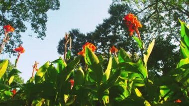Uzun çiçekler ve ağaçların izleme görüntüleri
