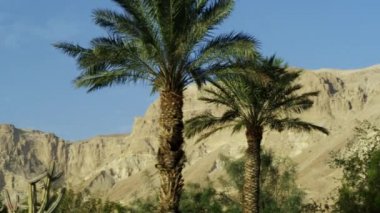 Ein Gedi palmiye ağaçları ve çöl Dağ