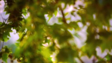 Ağaç dallarının arkasında Roma köprüsü