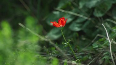 İsrail esintiyle yalnız kırmızı çiçek