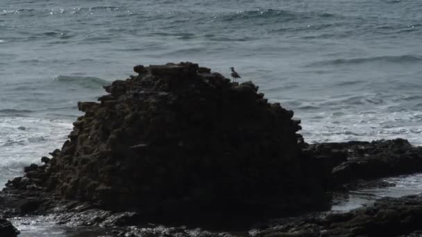 Aves marinhas no Mediterrâneo baleadas em Israel — Vídeo de Stock