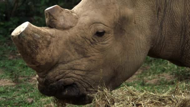 Rhino with trimmed horns eats dried grass — Stock Video