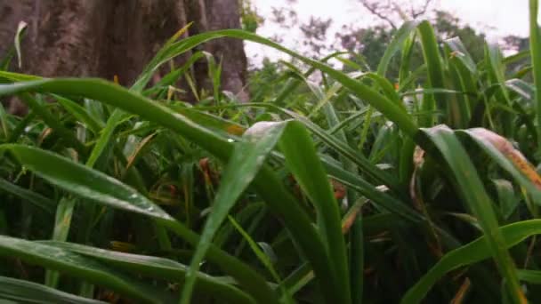 Inclining zijspoor van gras in de buurt van boom — Stockvideo