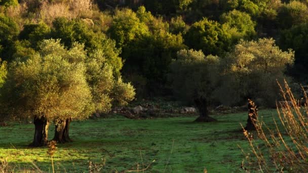 Prado de montaña en Israel — Vídeos de Stock