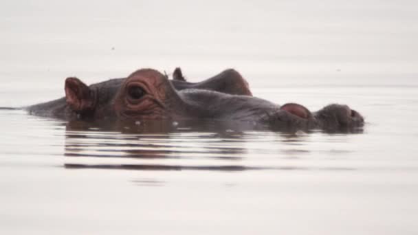 水中のカバの顔にクローズ アップ — ストック動画