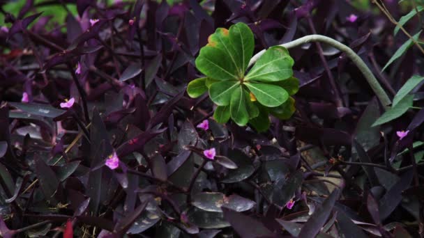 Groene en paarse bladeren in Israël — Stockvideo