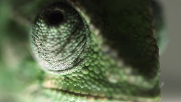 Extreme close up of a chameleon 's eyes — стоковое видео