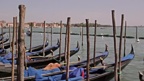 Row of gondolas bob in the water — Stock Video