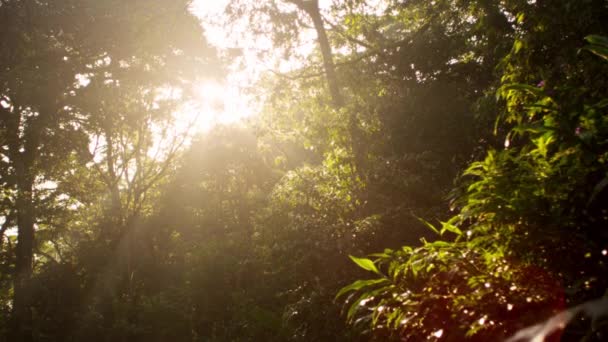 Sun shining down on forest — Stock Video