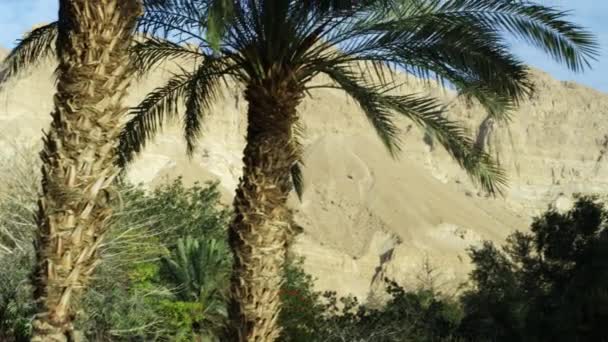 Пальмы Эйн-Геди в Израиле — стоковое видео