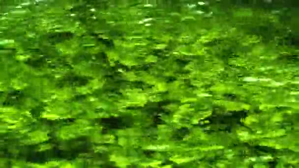 Foliage under a stream — Stock Video