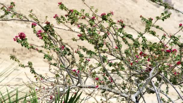 Цветущее дерево в пустыне в Израиле — стоковое видео