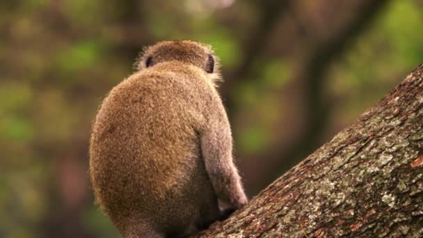 Vervet aap zit op een boom met haar rug naar de camera — Stockvideo