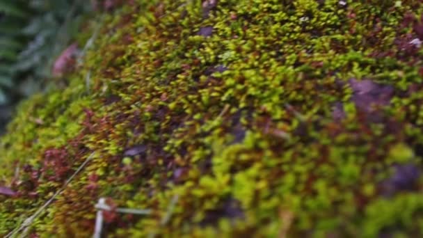 Tracking shot of moss carpeting forest floor — Stock Video