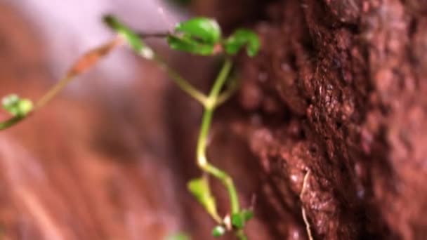 Cerca de la cacerola mirando sobre una cascada corta — Vídeos de Stock