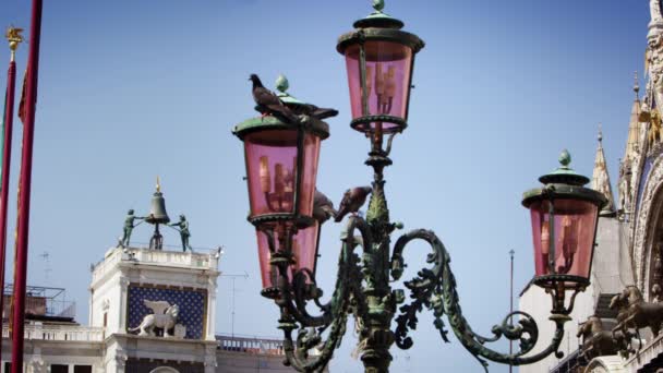 Plan au ralenti de l'oiseau sur le lampadaire — Video