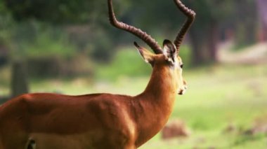 Erkek Impala yüzler uzakta