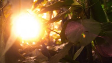 Orman yaprakları ile yavaş parça güneş