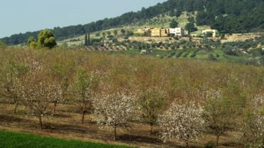 İsrail badem meyve bahçesi