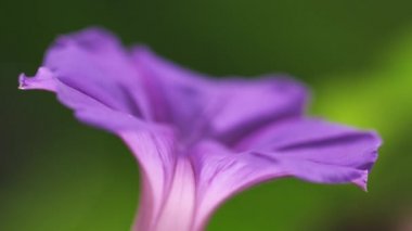 Odak raf tek bir mor çiçek kadar yakın