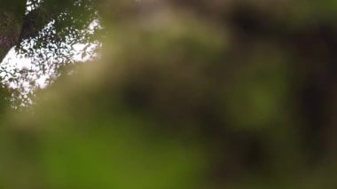 Bir orman çalıların görüntülerini odak raf