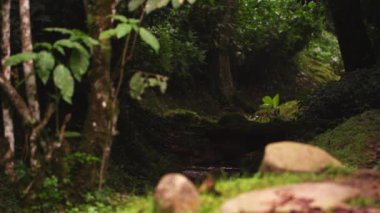 Neredeyse kuru streambed bitkilerle kenarlı