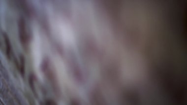 Oyulmuş Latin görüntüleri kadar raf