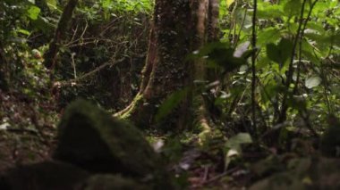 Bir ağaç gövdesini yukarı yatırın