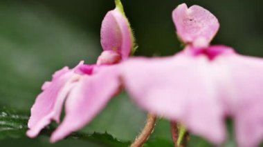 Orkide üzerinde aşırı yakın