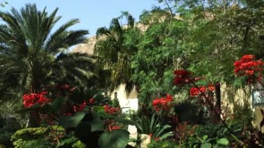 Oasis yeşillik Ein Gedi İsrail'de