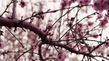 İsrail'de çiçek açan pembe ağaç dalları