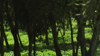 İsrail bir ormanda Panoraması