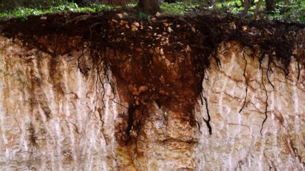 イスラエル共和国の枝に根からツリー — ストック動画