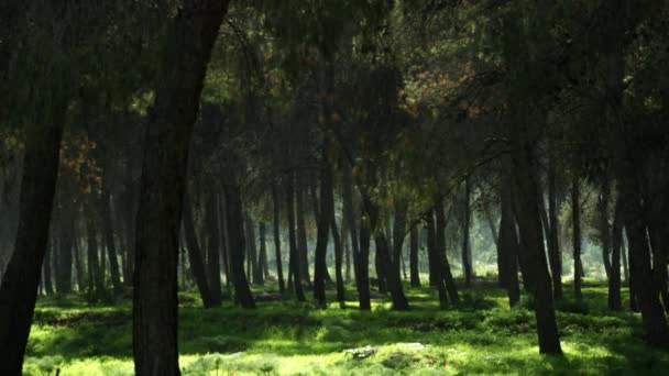 Silhouetted bosque disparo en Israel — Vídeos de Stock