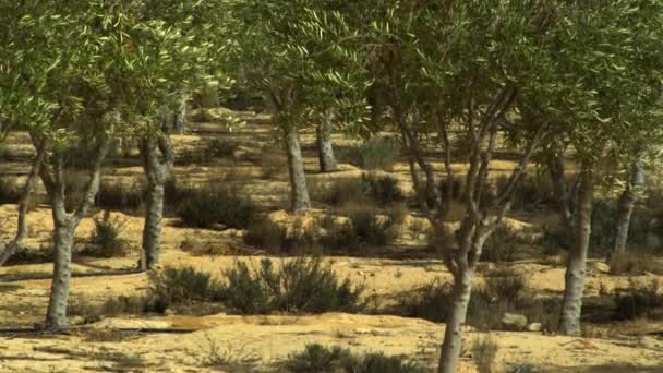 Oasis kebun di Israel — Stok Video