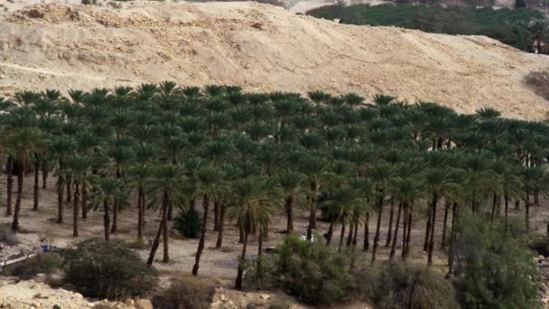 Пальмовый сад в Израиле — стоковое видео
