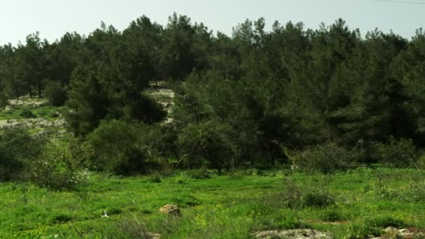 Bos en weide in Israël — Stockvideo