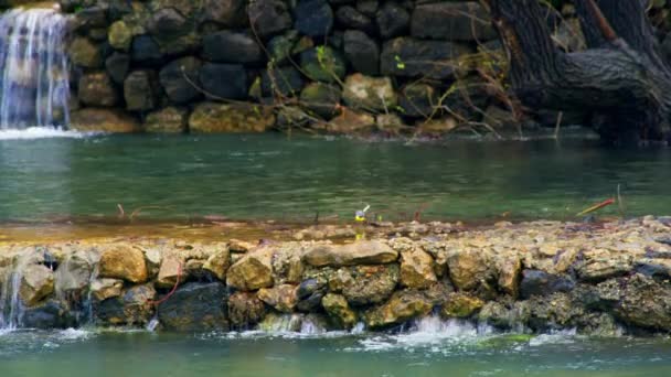 Bird at Banias Spring in Israel — Stock Video