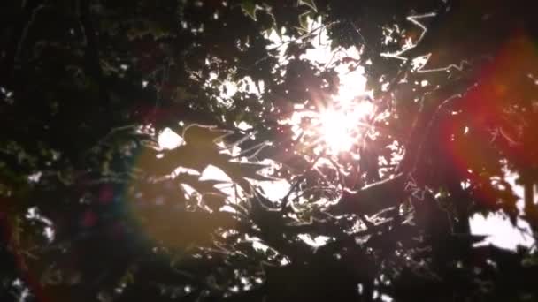 Sol detrás de ramas de árbol en Roma — Vídeos de Stock