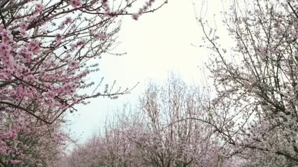 Rangées d'arbres en fleurs dans un verger — Video