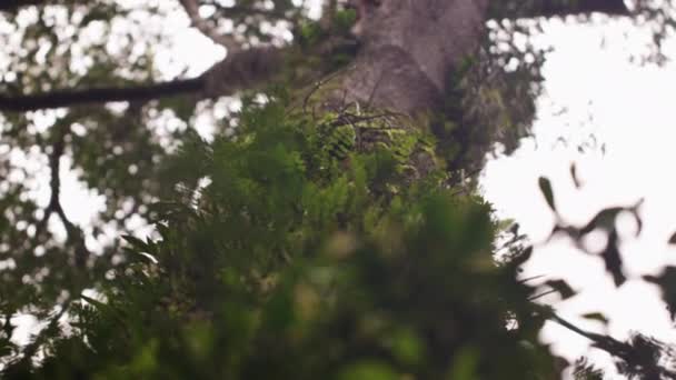 Omhoog kijken naar een boom luifel vanaf de basis — Stockvideo