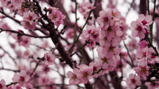 Flores rosadas de un árbol — Vídeo de stock