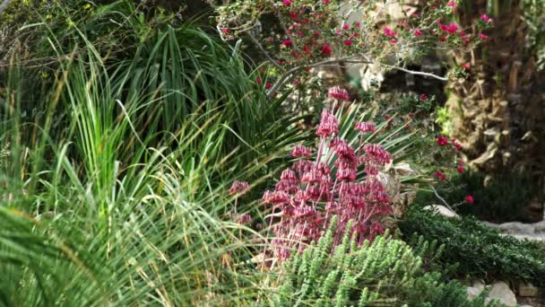 イスラエルで緑とピンクの植物のロイヤリティ フリー ストック映像撮影 — ストック動画