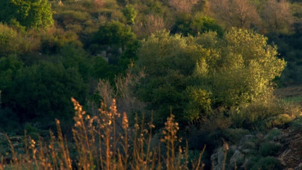 Vegetationsklädda sluttning på morgonen i Israel — Stockvideo