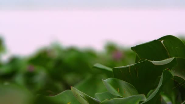 Racking focus close-up of aquatic plants — Stock Video