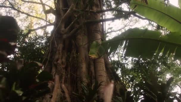Отслеживание отснятого изображения дерева баньян и подлеска — стоковое видео