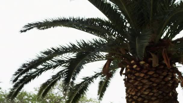 Palm tree på Kibbutz i Ein Gedi — Stockvideo